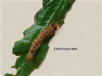 藏品(青枯葉蛾)的圖片